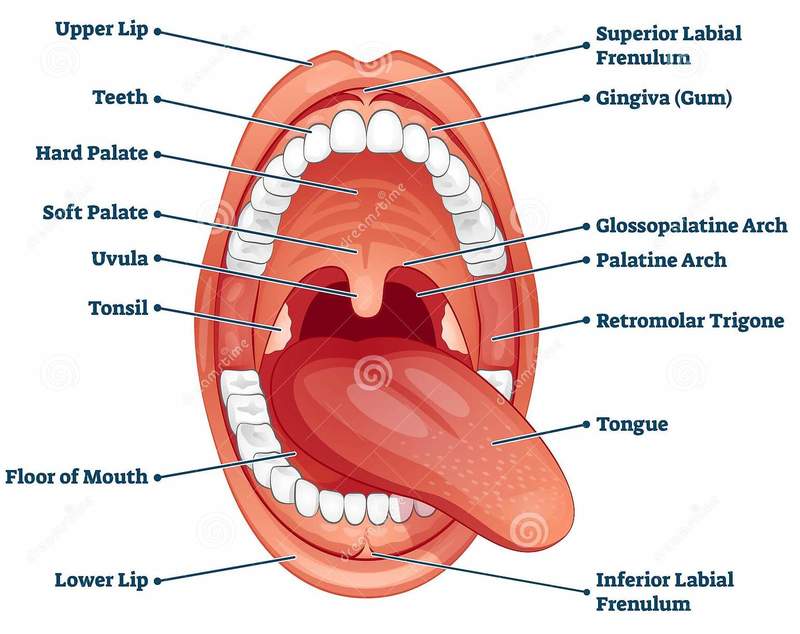 Mouth with labels for the teeth, gums, roof of the mouth, bottom of the  mouth, tongue, and inside of cheek - Media Asset - NIDDK